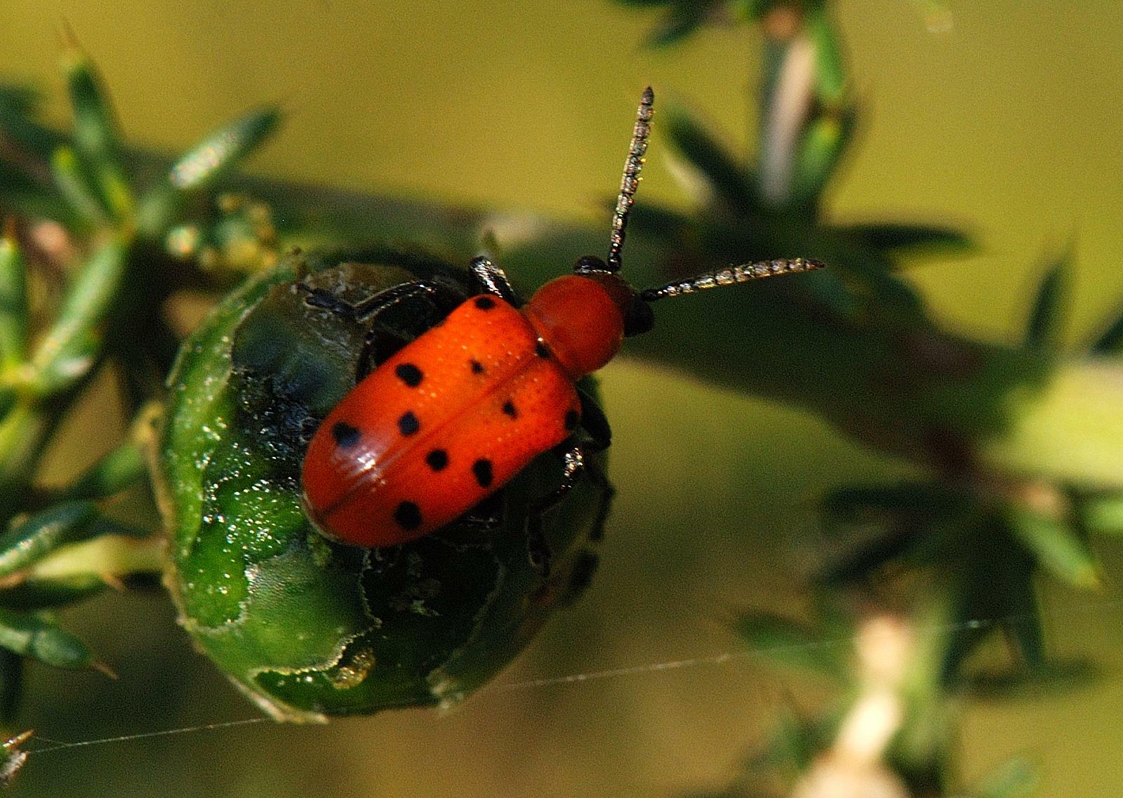 crisomelide? Crioceris duodecimpunctata